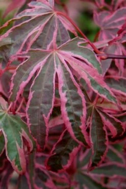 Shirazz Japanese Maple - 5 Gallon Pot (2-3') -US Fruit Trees Sales Store Japanese Maple Shirazz 6 1