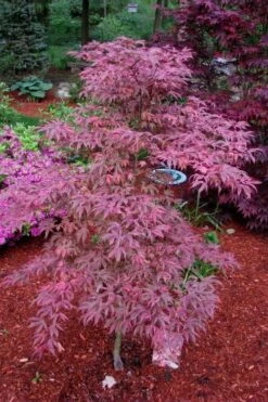 Shirazz Japanese Maple - 1 Gallon Pot -US Fruit Trees Sales Store Japanese Maple Shirazz 7 2