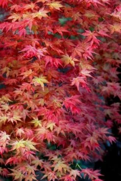 Shishio Improved Upright Japanese Maple - 2 Gallon Pot 9 Shishio Improved Upright Japanese Maple - 2 Gallon Pot -US Fruit Trees Sales Store Japanese Maple Shishio Improved Fall Color