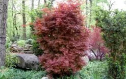 Skeeter's Broom Japanese Maple - 3 Gallon Pot -US Fruit Trees Sales Store Japanese Maple Skeeters Broom