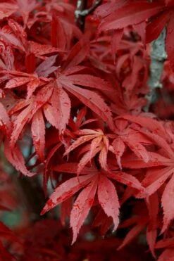 Skeeter's Broom Japanese Maple - 3 Gallon Pot -US Fruit Trees Sales Store Japanese Maple Skeeters Broom 6
