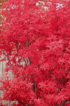 Skeeter's Broom Japanese Maple - 3 Gallon Pot -US Fruit Trees Sales Store Japanese Maple Skeeters Broom 7