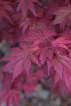 Skeeter's Broom Japanese Maple - 3 Gallon Pot -US Fruit Trees Sales Store Japanese Maple Skeeters Broom 8