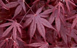 Bloodgood Red Leaf Japanese Maple - 1 Gallon Pot 12 Bloodgood Red Leaf Japanese Maple - 1 Gallon Pot -US Fruit Trees Sales Store Japanese Maple Spring Foliage