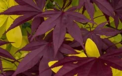 Bloodgood Red Leaf Japanese Maple - 1 Gallon Pot 13 Bloodgood Red Leaf Japanese Maple - 1 Gallon Pot -US Fruit Trees Sales Store Japanese Maple Summer Color