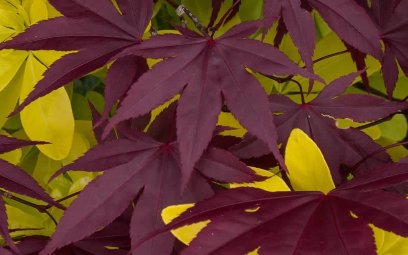 Bloodgood Red Leaf Japanese Maple - 1 Gallon Pot 5 Bloodgood Red Leaf Japanese Maple - 1 Gallon Pot - Image 5