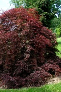 Tamukeyama Dwarf Red Japanese Maple - 5 Gallon Pot -US Fruit Trees Sales Store Japanese Maple Tamukeyama 10