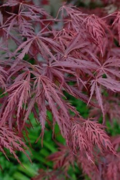 Tamukeyama Dwarf Red Japanese Maple - 5 Gallon Pot -US Fruit Trees Sales Store Japanese Maple Tamukeyama 13