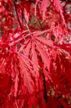 Tamukeyama Dwarf Red Japanese Maple - 1 Gallon Pot - High Grafted Tree Form -US Fruit Trees Sales Store Japanese Maple Tamukeyama 14 1