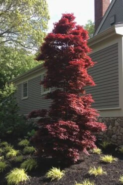 Twombly's Red Sentinel Japanese Maple - 2 Gallon Pot (3-4') -US Fruit Trees Sales Store Japanese Maple Twomblys Red Sentinel 10