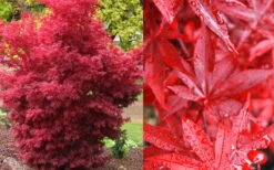 Twombly's Red Sentinel Japanese Maple - 2 Gallon Pot (3-4') -US Fruit Trees Sales Store Japanese Maple Twomblys Red Sentinel Fall Color