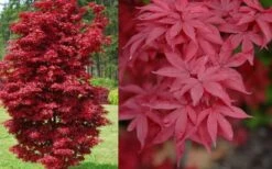 Twombly's Red Sentinel Japanese Maple - 2 Gallon Pot (3-4') -US Fruit Trees Sales Store Japanese Maple Twomblys Red Sentinel Spring