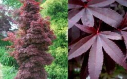 Twombly's Red Sentinel Japanese Maple - 2 Gallon Pot (3-4') -US Fruit Trees Sales Store Japanese Maple Twomblys Red Sentinel Summer