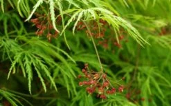 Viridis Dwarf Green Japanese Maple - 5 Gallon Pot -US Fruit Trees Sales Store Japanese Maple Viridis 11