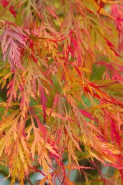 Viridis Dwarf Green Japanese Maple - 5 Gallon Pot -US Fruit Trees Sales Store Japanese Maple Viridis 12