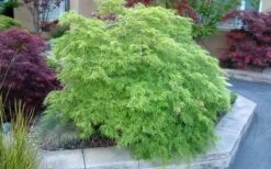 Viridis Dwarf Green Japanese Maple - 5 Gallon Pot -US Fruit Trees Sales Store Japanese Maple Viridis 17