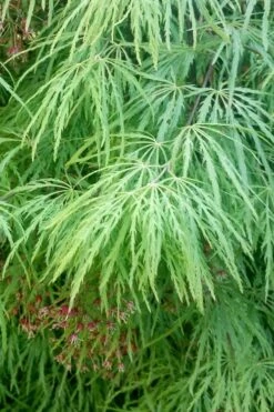 Viridis Dwarf Green Japanese Maple - 5 Gallon Pot -US Fruit Trees Sales Store Japanese Maple Viridis 19