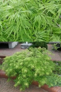Viridis Dwarf Green Japanese Maple - 5 Gallon Pot -US Fruit Trees Sales Store Japanese Maple Viridis 500x750 1