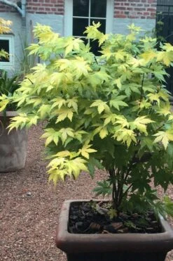 Orange Dream Japanese Maple - 2 Gallon Pot -US Fruit Trees Sales Store Japanese maple orange Dream 5