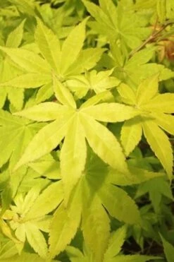 Summer Gold Japanese Maple - 3 Gallon Pot -US Fruit Trees Sales Store Jpanese Maple Summer Gold Rev 500x750 1