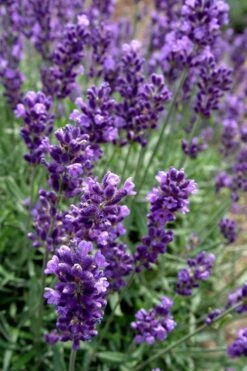 Hidcote Blue English Lavender - 1 Gallon Pot 9 Hidcote Blue English Lavender - 1 Gallon Pot -US Fruit Trees Sales Store Lavender Hidcote 2 2