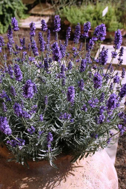Hidcote Blue English Lavender - 1 Gallon Pot 1 Hidcote Blue English Lavender - 1 Gallon Pot