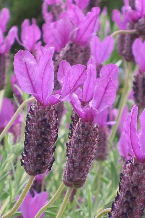 Otto Quast Spanish Lavender - 1 Gallon Pot 1 Otto Quast Spanish Lavender - 1 Gallon Pot