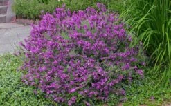 Otto Quast Spanish Lavender - 1 Gallon Pot 10 Otto Quast Spanish Lavender - 1 Gallon Pot -US Fruit Trees Sales Store Lavender Otto Quast 21 1