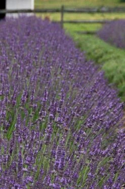 Phenomenal Lavender - 1 Gallon Pot -US Fruit Trees Sales Store Lavender Phenomenal 11