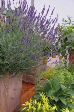 Phenomenal Lavender - 1 Gallon Pot -US Fruit Trees Sales Store Lavender Phenomenal 12