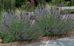 Phenomenal Lavender - 1 Gallon Pot -US Fruit Trees Sales Store Lavender Phenomenal 13