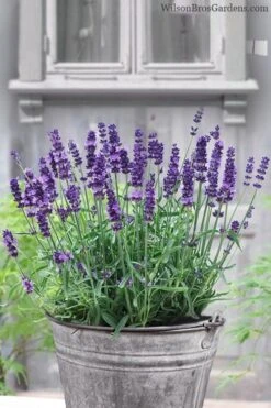 SuperBlue English Lavender - 1 Gallon Pot -US Fruit Trees Sales Store Lavender Superblue 12