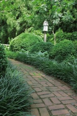 Emerald Goddess Liriope (Lilyturf) - 1 Gallon Pot -US Fruit Trees Sales Store Liriope Emerald Goddess 2