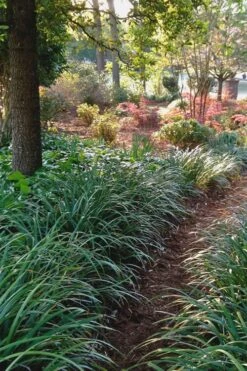 Emerald Goddess Liriope (Lilyturf) - 1 Gallon Pot -US Fruit Trees Sales Store Liriope Emerald Goddess 500x750 1