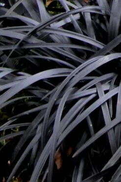Black Mondo Grass - Ophiopogon Planiscapus 'Nigrescens' - 6 Pack Of 1 Gallon Pots -US Fruit Trees Sales Store Mondo Grass Black 10