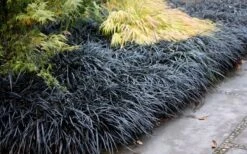 Black Mondo Grass - Ophiopogon Planiscapus 'Nigrescens' - 6 Pack Of 1 Gallon Pots -US Fruit Trees Sales Store Mondo Grass Black 12