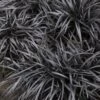 Black Mondo Grass - Ophiopogon Planiscapus 'Nigrescens' - 6 Pack Of 1 Gallon Pots