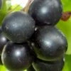 Cowart Black Muscadine Grape Vine - 1 Gallon Pot