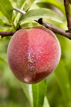 Bonanza Dwarf Patio Peach Tree - 5 Gallon -US Fruit Trees Sales Store Peach Bonanza 1