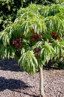 Bonanza Dwarf Patio Peach Tree - 5 Gallon -US Fruit Trees Sales Store Peach Bonanza 2
