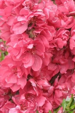 Bonanza Dwarf Patio Peach Tree - 5 Gallon -US Fruit Trees Sales Store Peach Bonanza 3