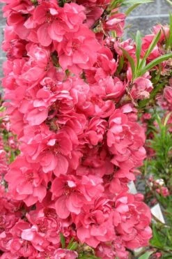 Bonanza Dwarf Patio Peach Tree - 5 Gallon -US Fruit Trees Sales Store Peach Bonanza 4