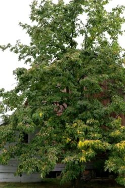 American Persimmon Tree - Diospyros Virginiana - 3 Gallon Pot -US Fruit Trees Sales Store Persimmon American 2