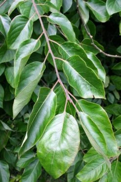 American Persimmon Tree - Diospyros Virginiana - 3 Gallon Pot -US Fruit Trees Sales Store Persimmon American 3