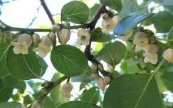 American Persimmon Tree - Diospyros Virginiana - 3 Gallon Pot -US Fruit Trees Sales Store Persimmon American 5