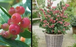 Pink Lemonade Blueberry - 3 Gallon Pot -US Fruit Trees Sales Store Picture Blueberry Pink Lemonade 1