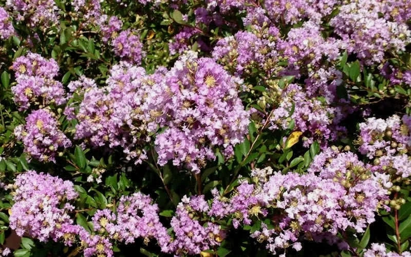 Early Bird Lavender Crape Myrtle - 3 Gallon Pot 4 Early Bird Lavender Crape Myrtle - 3 Gallon Pot - Image 4