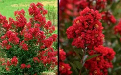 Enduring Summer Red Crape Myrtle - 3 Gallon Pot 11 Enduring Summer Red Crape Myrtle - 3 Gallon Pot -US Fruit Trees Sales Store Picture Crape Myrtle Enduring Summer Red 1