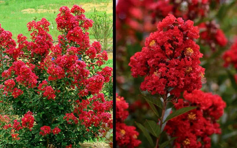 Enduring Summer Red Crape Myrtle - 3 Gallon Pot 6 Enduring Summer Red Crape Myrtle - 3 Gallon Pot - Image 6