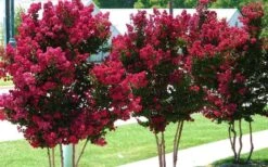 Tonto Red Crape Myrtle - 3 Gallon Pot 11 Tonto Red Crape Myrtle - 3 Gallon Pot -US Fruit Trees Sales Store Picture Crape Myrtle Tonto 2 1